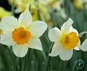 Daffodil 8R85D-25